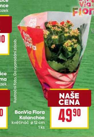 BonVia Flora Kalanchoe květináč 12 cm 1ks