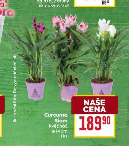 Curcuma Siam květináč 14 cm 1ks