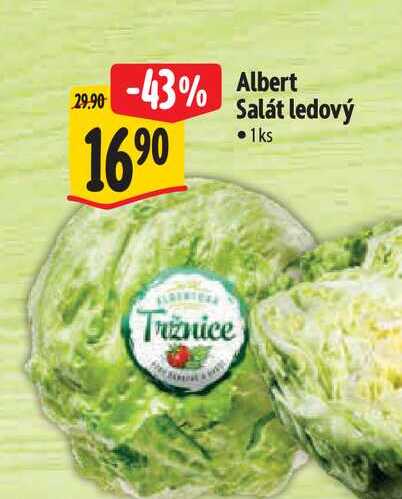  Albert Salát ledový  1 ks