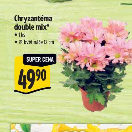 Chryzantéma double mix 1 ks, pr. květináče 12 cm