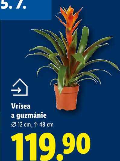 Vrísea a guzmánie
