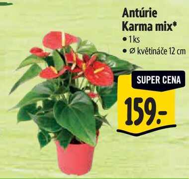 Antúrie Karma mix