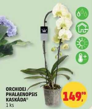 ORCHIDEJ PHALAENOPSIS KASKÁDA, 1 ks 