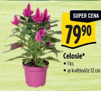 Celosie