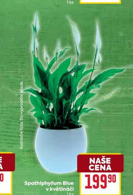 Spathiphyllum Blue v květináči 1ks