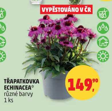 TŘAPATKOVKA ECHINACEA různé barvy, 1 ks