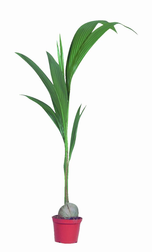 Kokosovník ořechoplodý Cocos nucifera