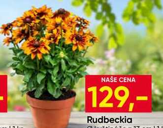 Rudbeckia 1ks