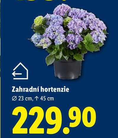 Zahradní hortenzie