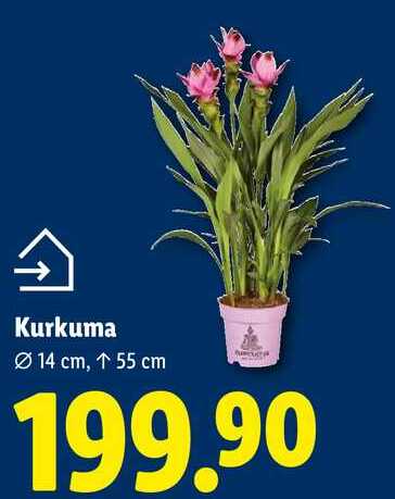 Kurkuma