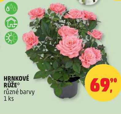 HRNKOVÉ RŮŽE různé barvy, 1 ks
