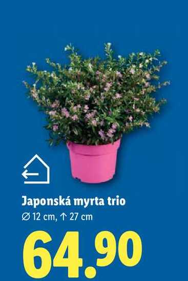 Japonská myrta trio