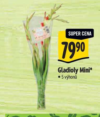   Gladioly Mini 5 výhonů 