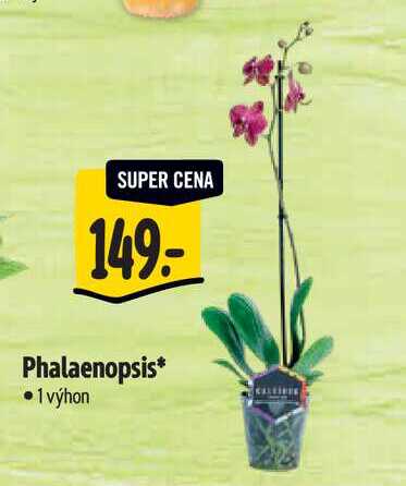 Phalaenopsis