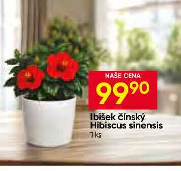 Ibišek čínský Hibiscus sinensis 1 ks