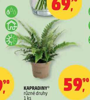 KAPRADINY různé druhy, 1 ks