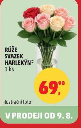 RŮŽE SVAZEK HARLEKỲN, 1 ks 