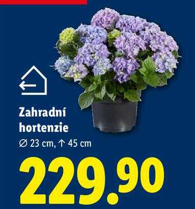 Zahradní hortenzie