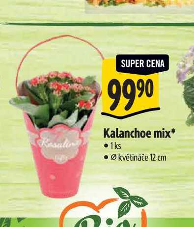   Kalanchoe mix, pr.  květináče 12 cm 