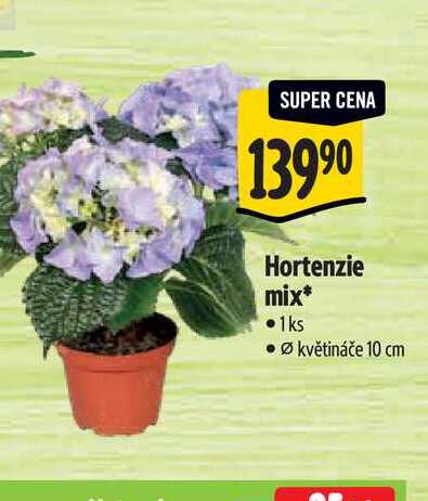   Hortenzie mix, pr. květináče 10 cm 