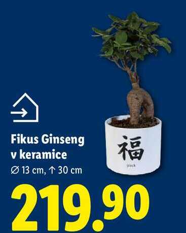 Fikus Ginseng v keramice