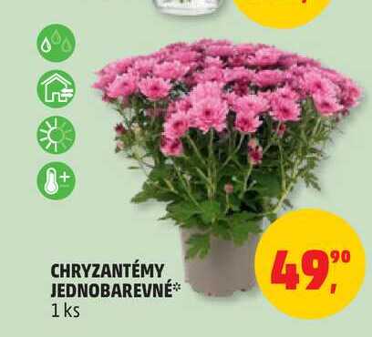 CHRYZANTÉMY JEDNOBAREVNÉ, 1 ks