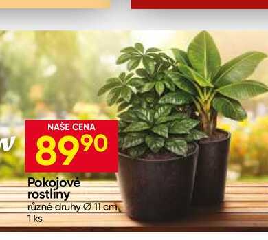 Pokojové rostliny různé druhy 11 cm 1 ks 