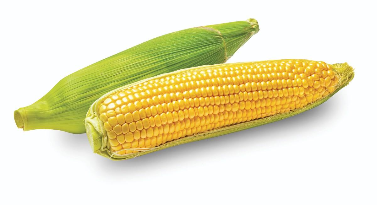 Kukuřice cukrová klas, 1 KS