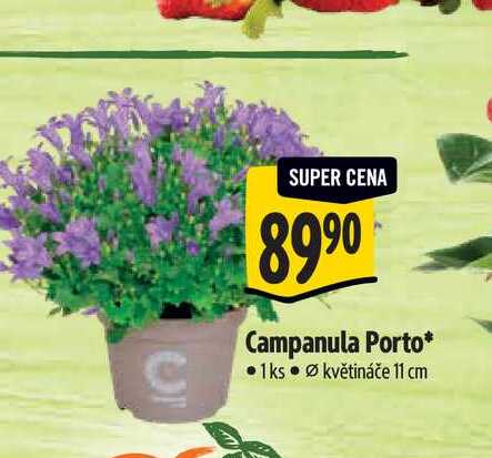 Campanula Porto, pr. květináče 11 cm