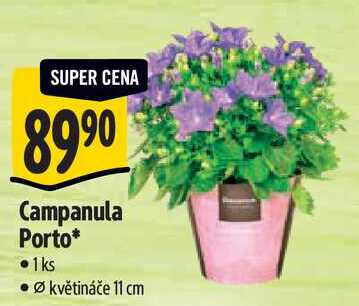 Campanula Porto