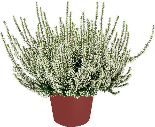 Vřes obecný Calluna vulgaris
