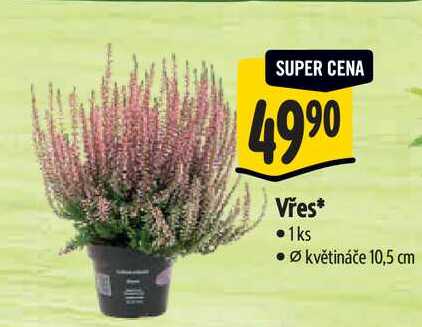 Vřes