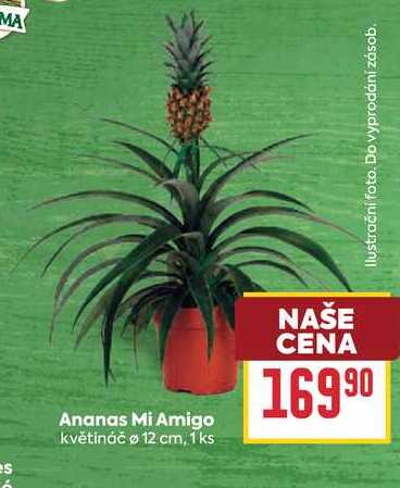 Ananas Mi Amigo květináč o 12 cm, 1ks 