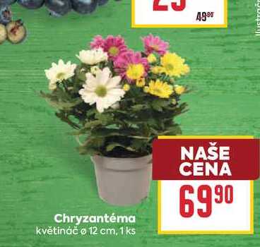 Chryzantéma květináč o 12 cm, 1ks 