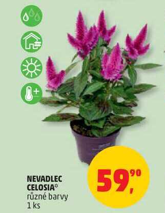 NEVADLEC CELOSIA různé barvy, 1 ks