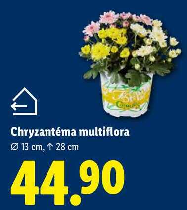 Chryzantéma multiflora  