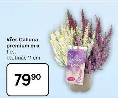 Vřes Calluna premium mix, 1 ks. květináč 11 cm 