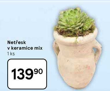 Netřesk v keramice mix, 1 ks