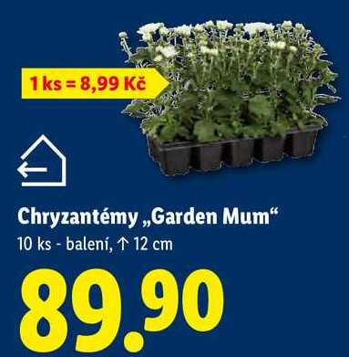 Chryzantémy,,Garden Mum", 10 ks balení
