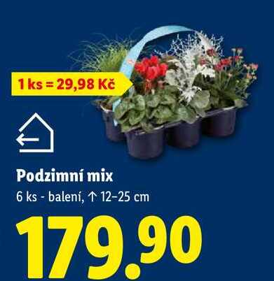 Podzimní mix, 6 ks
