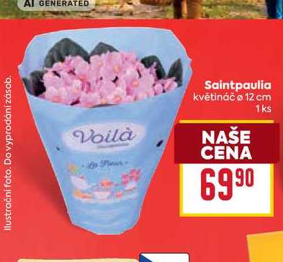 Saintpaulia květináč ø 12 cm 1ks 