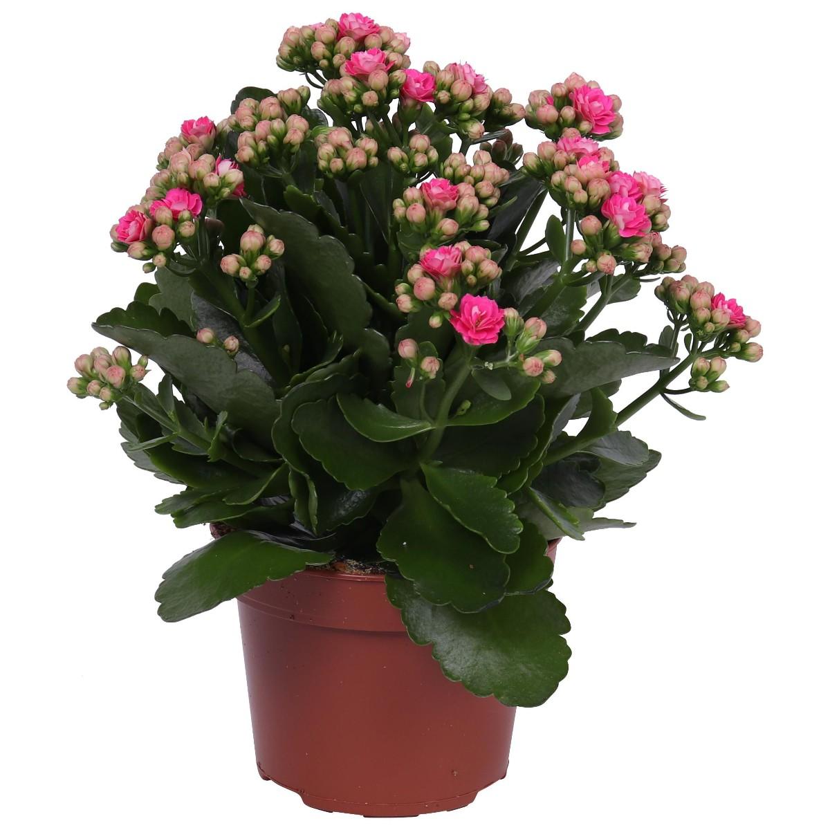 Kalanchoe Calandiva, 1 KS