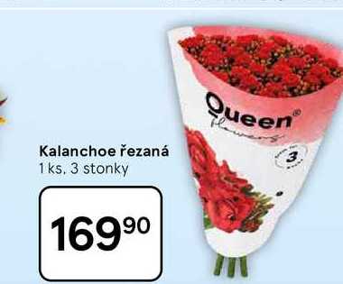 Kalanchoe řezaná, 1 ks, 3 stonky