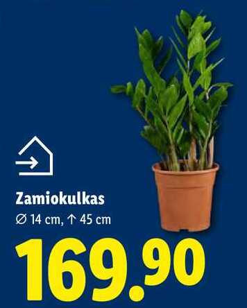 Zamiokulkas