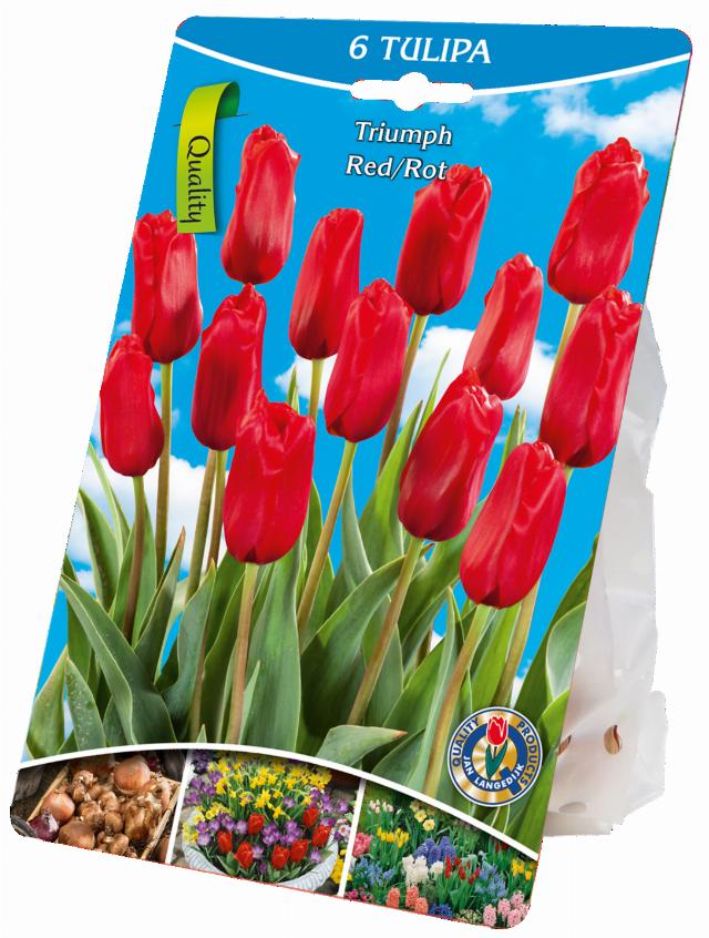 Tulipány červené 6x