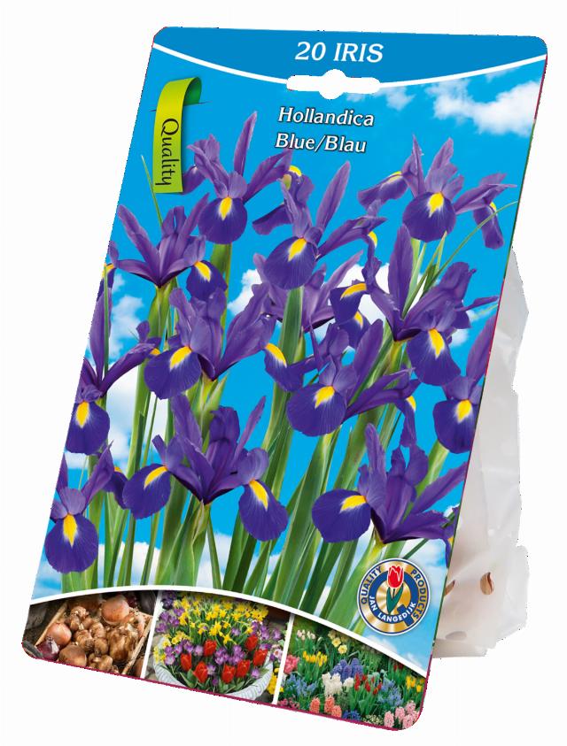 Cibulky květin Iris Hollandica modré