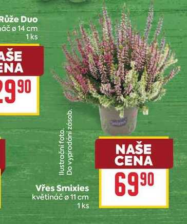 Vřes Smixies květináč o 11 cm 1ks 