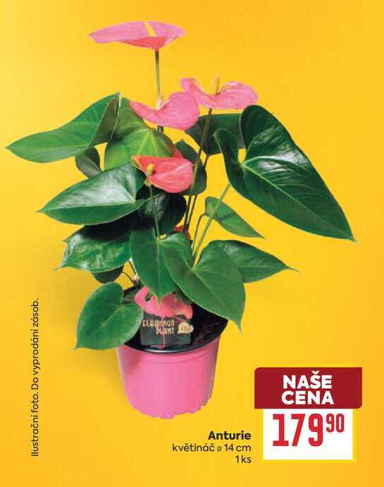 Anturie květináč o 14 cm 1ks 