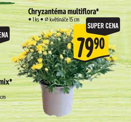 Chryzantéma multiflora, pr. květináče 15 cm