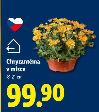 Chryzantéma v misce